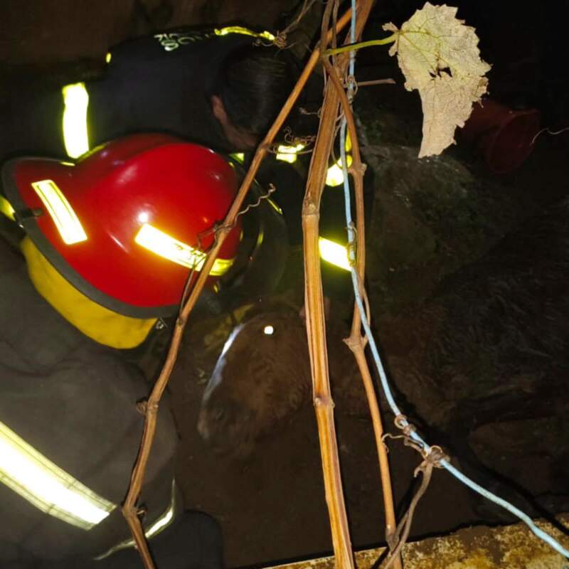 Rescataron a un caballo que había caído en un pozo con agua en Posadas 3 Rescataron a un caballo que había caído en un pozo con agua en Posadas imagen-2