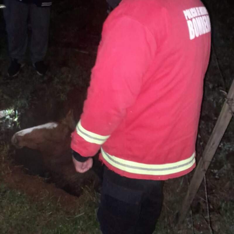 Rescataron a un caballo que había caído en un pozo con agua en Posadas 5 Rescataron a un caballo que había caído en un pozo con agua en Posadas imagen-4