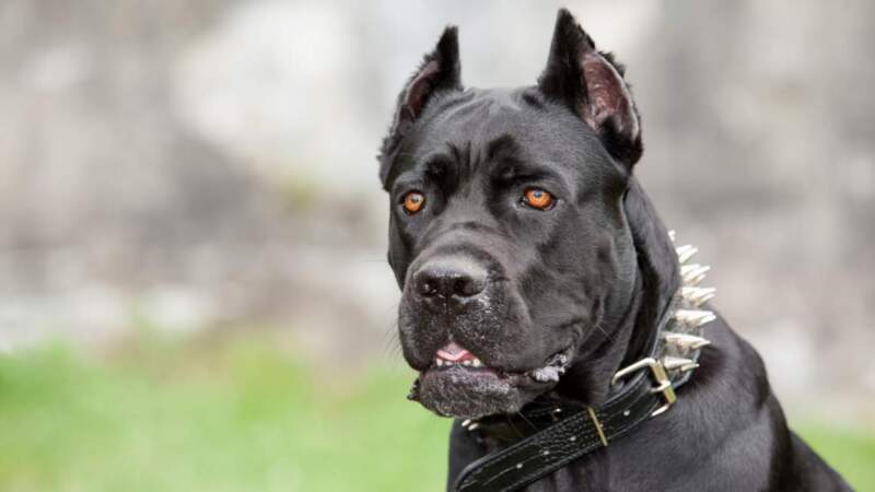 Tenencia responsable: crean un programa para perros potencialmente peligrosos y advierten que la agresividad no es genética imagen-6