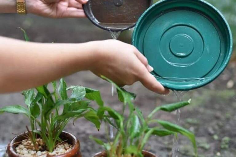 Dengue en alerta: 12 de cada 100 viviendas de Posadas registran criaderos de Aedes aegypti Dengue en alerta: 12 de cada 100 viviendas de Posadas registran criaderos de Aedes aegypti imagen-13
