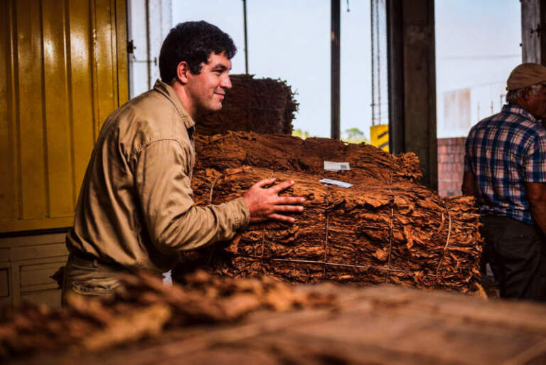 Campaña tabacalera histórica en Misiones: el Burley supera los 41 millones de kilos y se acerca a un nuevo récord imagen-23