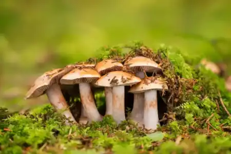 Mucho más que un alimento: el Festival de la Funga invita a descubrir el papel de los hongos en la salud, la gastronomía y el ambiente Mucho más que un alimento: el Festival de la Funga invita a descubrir el papel de los hongos en la salud, la gastronomía y el ambiente imagen-40