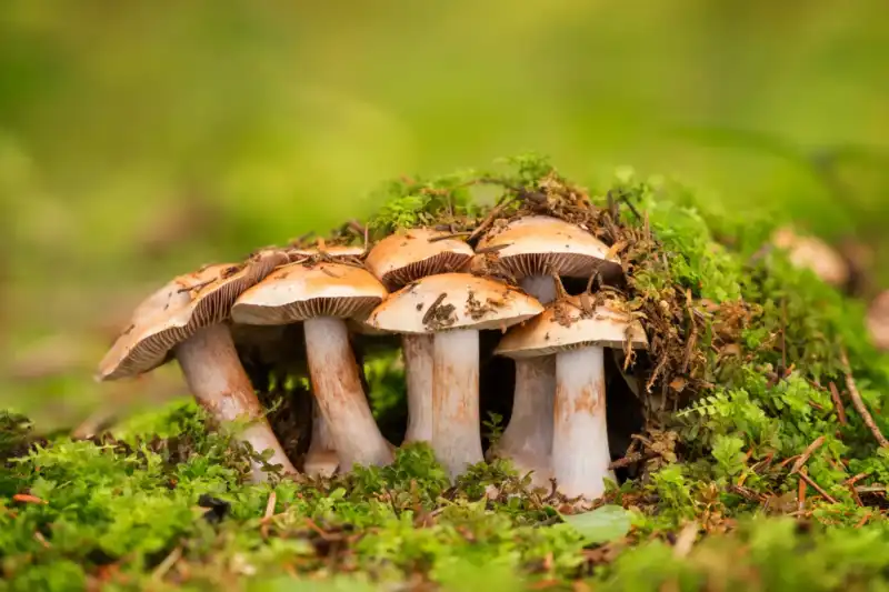 Mucho más que un alimento: el Festival de la Funga invita a descubrir el papel de los hongos en la salud, la gastronomía y el ambiente Mucho más que un alimento: el Festival de la Funga invita a descubrir el papel de los hongos en la salud, la gastronomía y el ambiente imagen-9