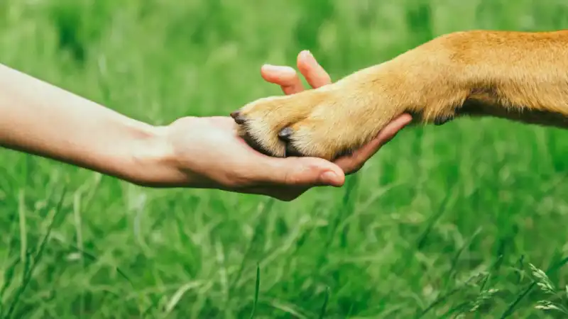 La Justicia da un paso histórico con un fallo inédito en Misiones que protege a los animales de compañía en casos de violencia familiar imagen-12