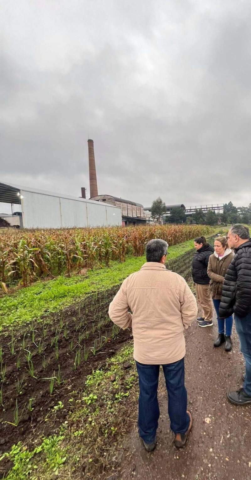 Misiones fortalece la diversificación productiva con ensayos de ajo y la preparación de la próxima campaña de batata imagen-2