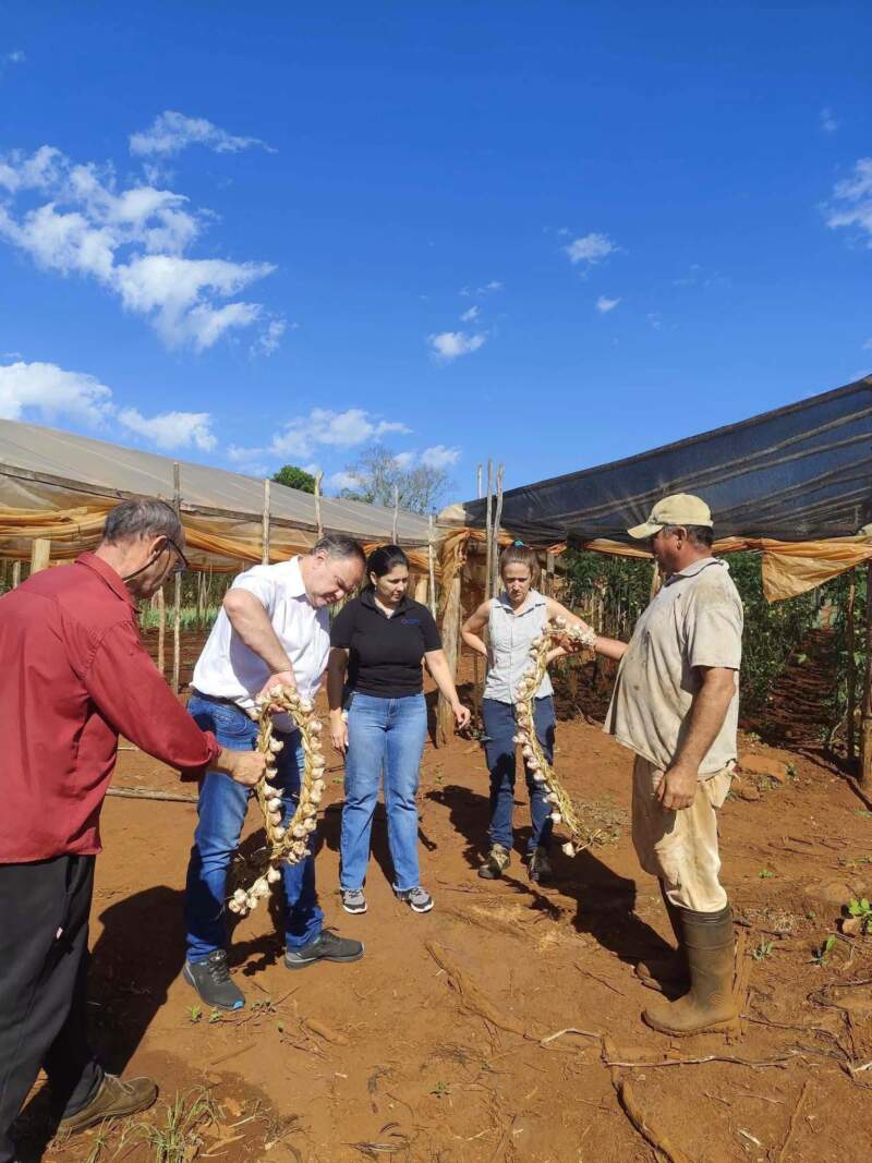 Misiones fortalece la diversificación productiva con ensayos de ajo y la preparación de la próxima campaña de batata imagen-12