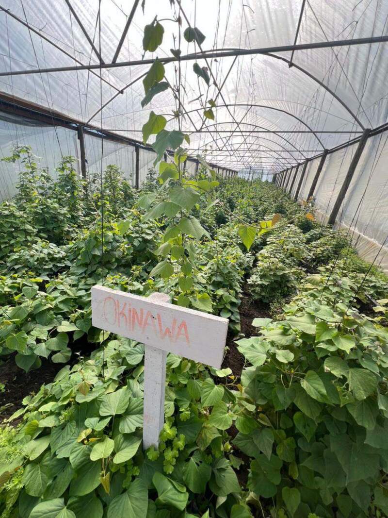 Misiones fortalece la diversificación productiva con ensayos de ajo y la preparación de la próxima campaña de batata imagen-12