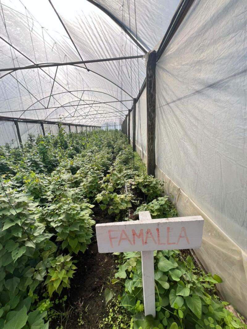 Misiones fortalece la diversificación productiva con ensayos de ajo y la preparación de la próxima campaña de batata imagen-10