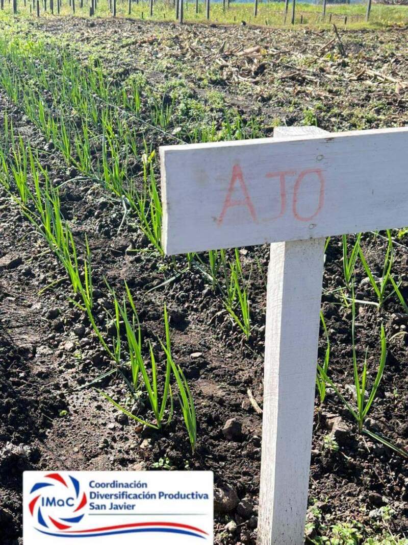 Misiones fortalece la diversificación productiva con ensayos de ajo y la preparación de la próxima campaña de batata imagen-6