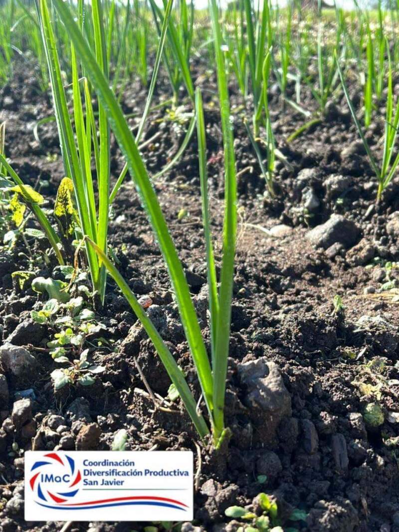 Misiones fortalece la diversificación productiva con ensayos de ajo y la preparación de la próxima campaña de batata imagen-8