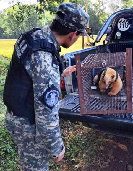 Rescataron a un oso hormiguero herido sobre la Ruta Provincial 4, en Dos Arroyos imagen-11