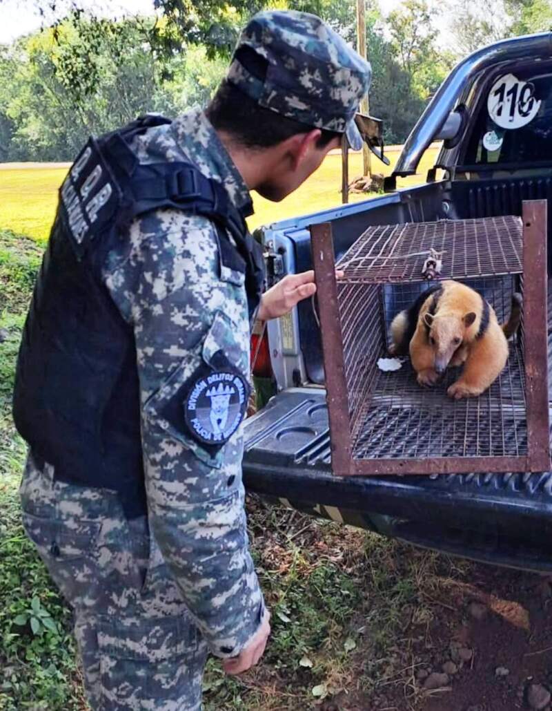 Rescataron a un oso hormiguero herido sobre la Ruta Provincial 4, en Dos Arroyos imagen-13