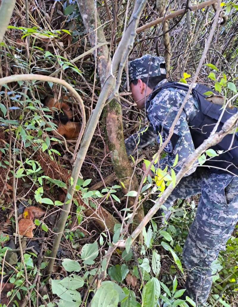 Rescataron a un oso hormiguero herido sobre la Ruta Provincial 4, en Dos Arroyos imagen-6