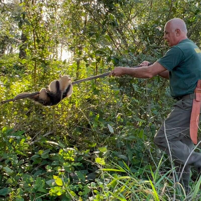 La Policía rescató un oso melero y un venado bebé para devolverlos a su hábitat natural 3 La Policía rescató un oso melero y un venado bebé para devolverlos a su hábitat natural imagen-2