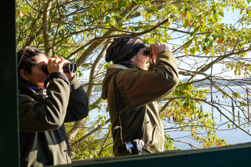 Con más de 550 especies registradas, Misiones se consolida como un destino líder en observación de aves imagen-12