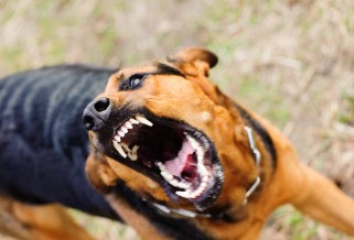 Ley de perros “peligrosos”: cuestionan la norma y advierten que “no hay perros peligrosos, hay tutores irresponsables” imagen-51