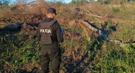 Murió un trabajador rural al ser aplastado por un árbol mientras realizaba tareas de poda en El Soberbio imagen-5
