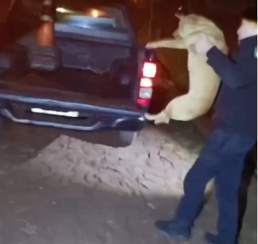 La Policía, Bomberos y una protectora unieron esfuerzos para rescatar y proteger animales en Oberá y Campo Viera 3 La Policía, Bomberos y una protectora unieron esfuerzos para rescatar y proteger animales en Oberá y Campo Viera imagen-2