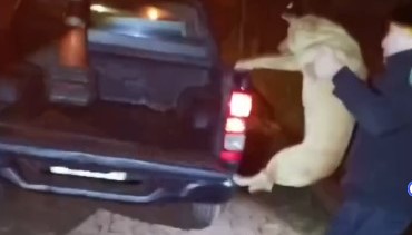 La Policía, Bomberos y una protectora unieron esfuerzos para rescatar y proteger animales en Oberá y Campo Viera imagen-7