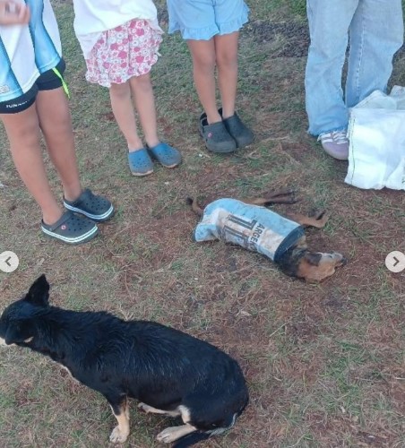 Indignación en Itaembé Guazú: un Pitbull atacó y mató a un perro imagen-2
