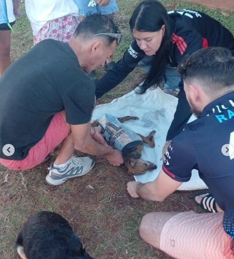 Indignación en Itaembé Guazú: un Pitbull atacó y mató a un perro imagen-6
