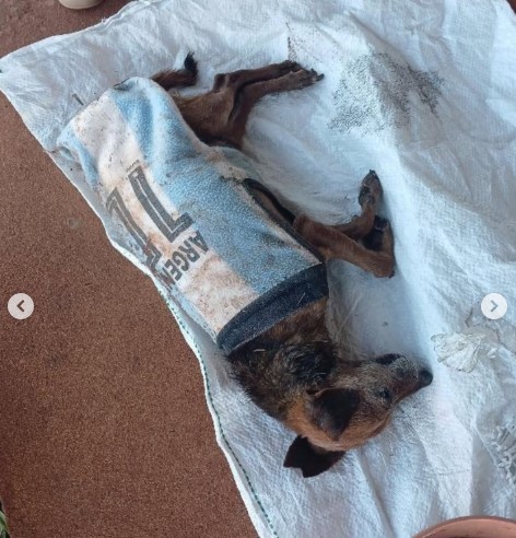 Indignación en Itaembé Guazú: un Pitbull atacó y mató a un perro imagen-4