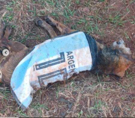 Indignación en Itaembé Guazú: un Pitbull atacó y mató a un perro dentro de su propio hogar imagen-11