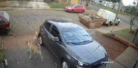 Vecinos de Villa Cabello denuncian que una jauría de perros ataca y mata a gatos en el barrio imagen-11