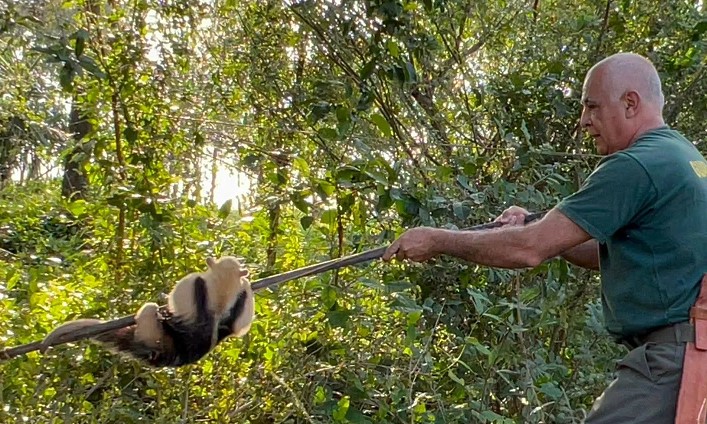 La Policía rescató un oso melero y un venado bebé para devolverlos a su hábitat natural imagen-8