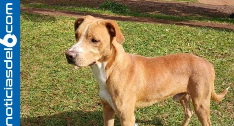 Buscan una familia para "Mon", un perro de un año que está listo para ser adoptado en Posadas imagen-6