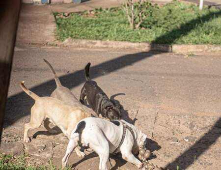 Por falta de tipificación del delito, la Justicia archivó la causa por el ataque de tres pitbulls y ordenó su devolución a los dueños imagen-11