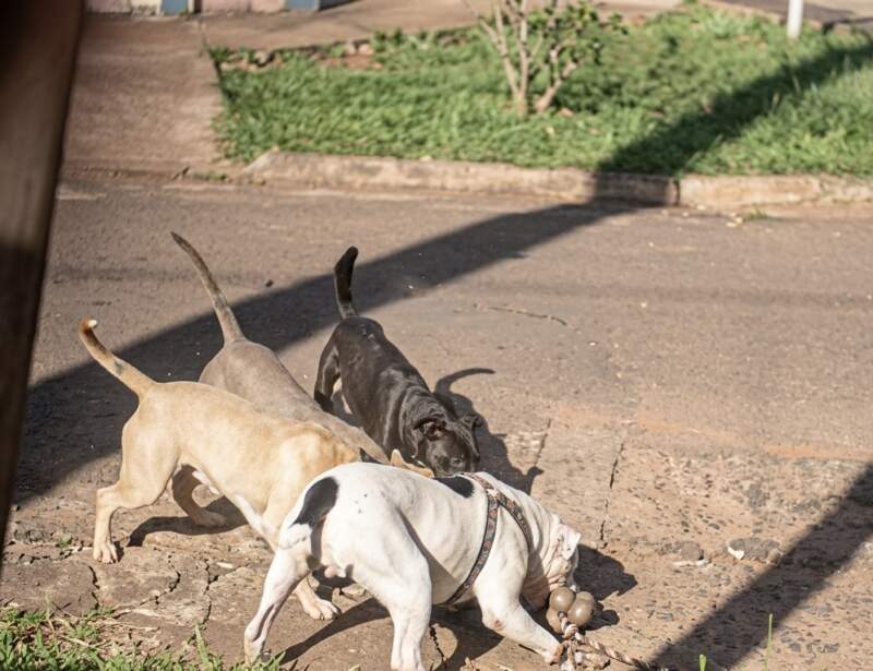 Por falta de tipificación del delito, la Justicia archivó la causa por el ataque de tres pitbulls y ordenó su devolución a los dueños imagen-12