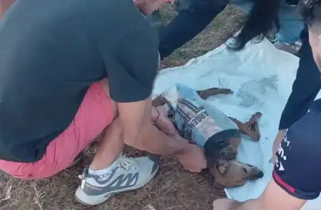 Murió Chiquito, el perro rescatado por Mini Orejas: el ataque de un pitbull terminó con su vida y reclaman cumplir la ley de tenencia responsable imagen-11