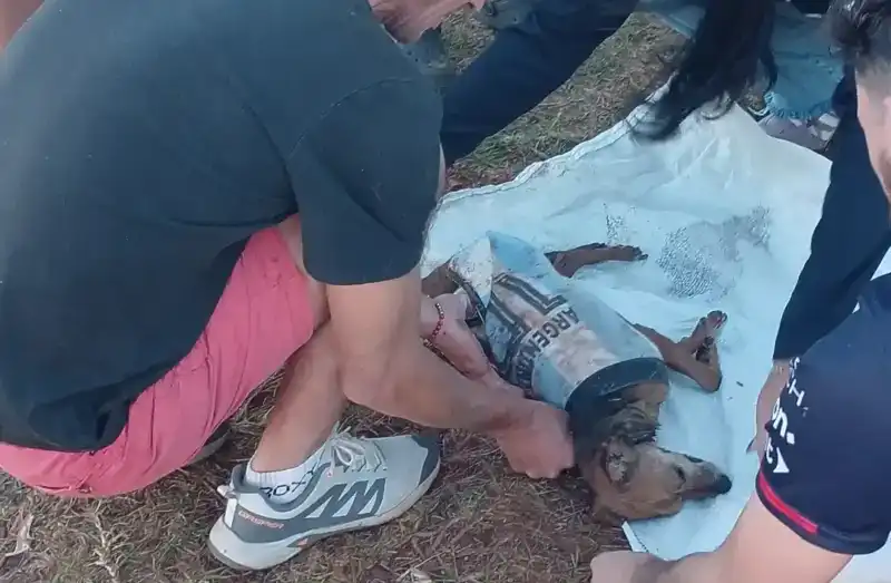 Murió Chiquito, el perro rescatado por Mini Orejas: el ataque de un pitbull terminó con su vida y reclaman cumplir la ley de tenencia responsable imagen-12