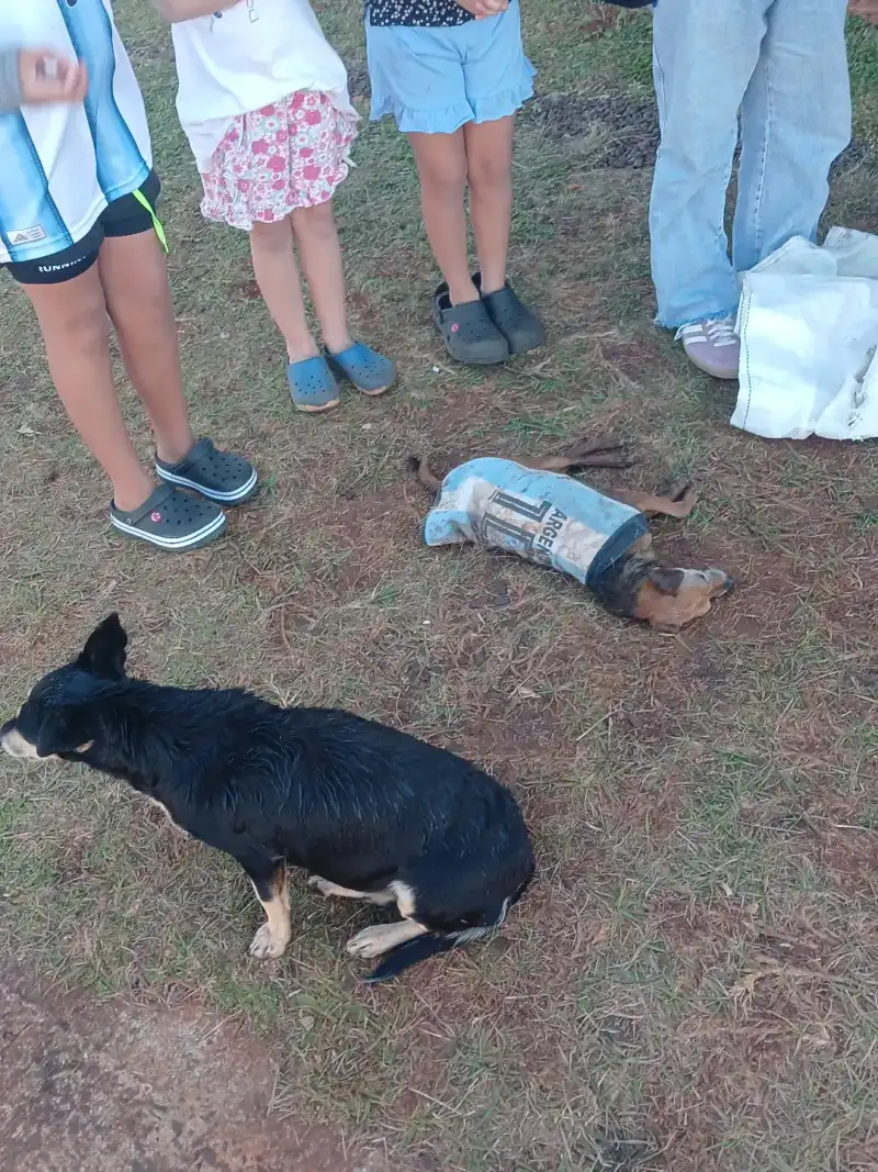 Murió Chiquito, el perro rescatado por Mini Orejas: el ataque de un pitbull terminó con su vida y reclaman cumplir la ley de tenencia responsable imagen-2