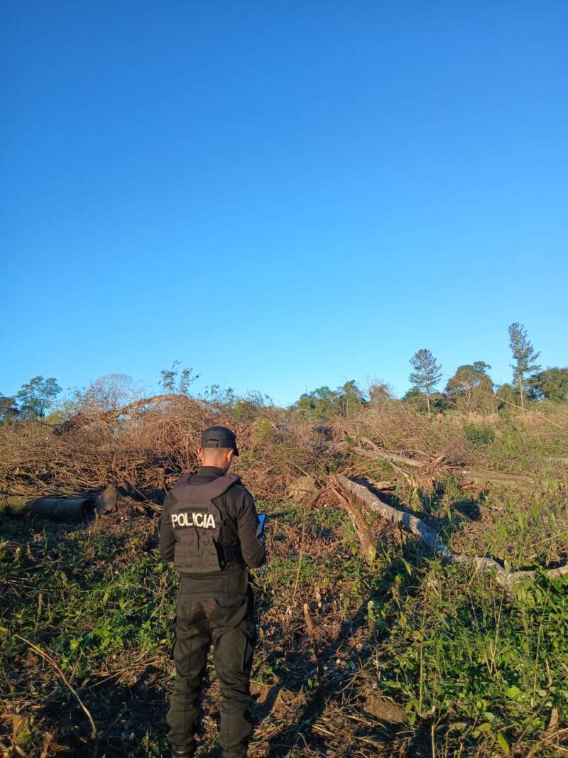 Murió un trabajador rural al ser aplastado por un árbol mientras realizaba tareas de poda en El Soberbio 3 Murió un trabajador rural al ser aplastado por un árbol mientras realizaba tareas de poda en El Soberbio imagen-2