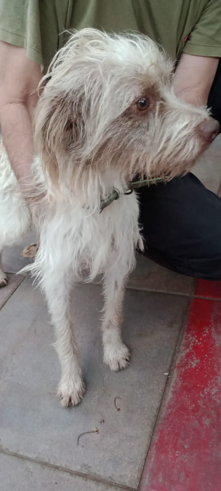 Buscan a la familia de un perro perdido que apareció en la zona de avenida Santa Catalina y Martín Fierro 5 Buscan a la familia de un perro perdido que apareció en la zona de avenida Santa Catalina y Martín Fierro imagen-4