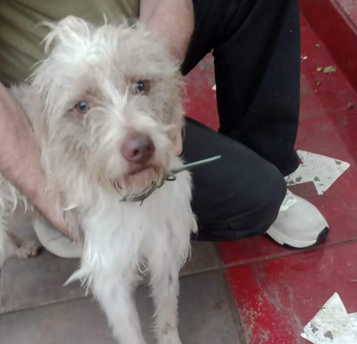 Buscan a la familia de un perro perdido que apareció en la zona de avenida Santa Catalina y Martín Fierro imagen-23