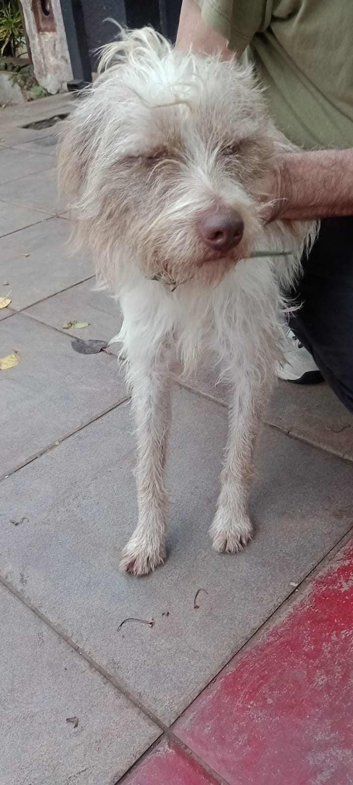 Buscan a la familia de un perro perdido que apareció en la zona de avenida Santa Catalina y Martín Fierro 3 Buscan a la familia de un perro perdido que apareció en la zona de avenida Santa Catalina y Martín Fierro imagen-2