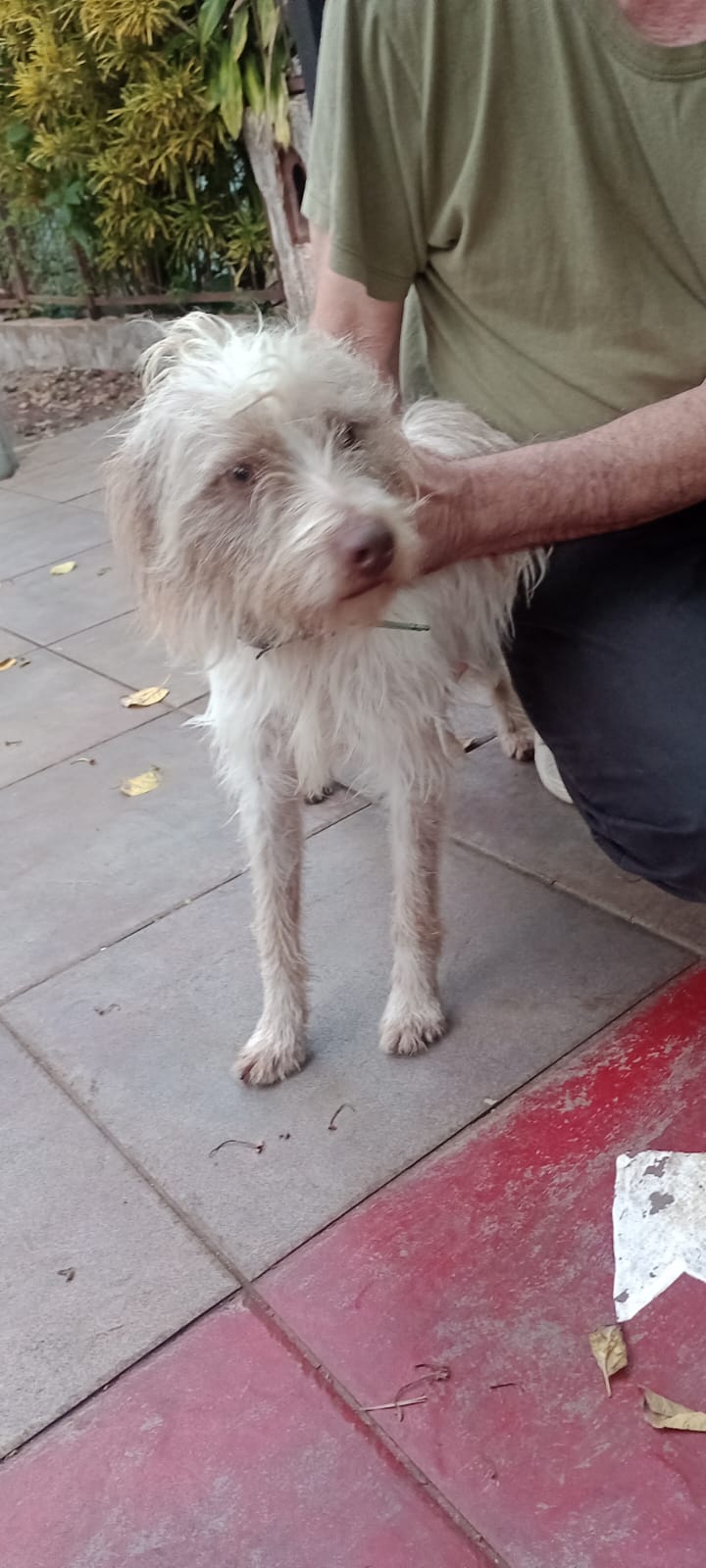 Buscan a la familia de un perro perdido que apareció en la zona de avenida Santa Catalina y Martín Fierro 7 Buscan a la familia de un perro perdido que apareció en la zona de avenida Santa Catalina y Martín Fierro imagen-6