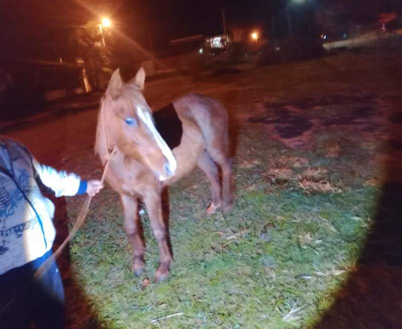 Un automovilista chocó contra un caballo sobre la Ruta 204 imagen-2