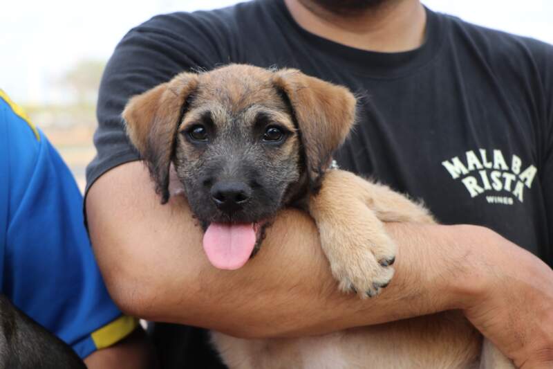 Posadas celebró el Día del Amigo Incondicional con una jornada dedicada a las mascotas y sus familias 7 Posadas celebró el Día del Amigo Incondicional con una jornada dedicada a las mascotas y sus familias imagen-6