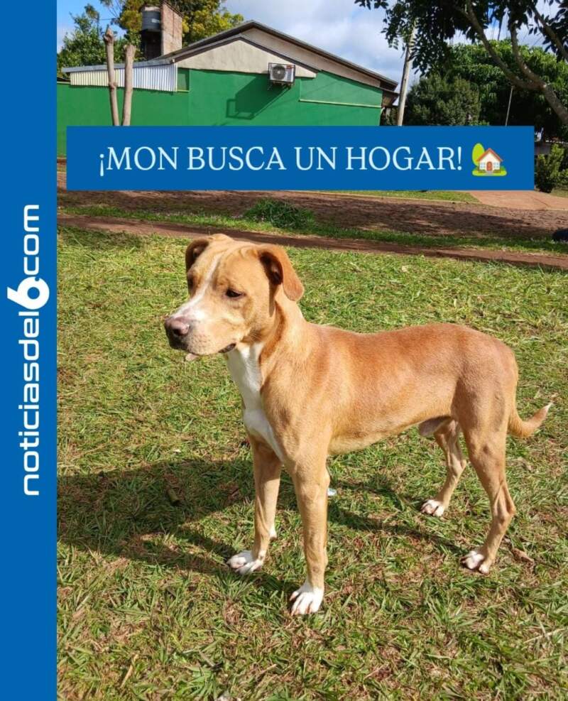 Buscan una familia para "Mon", un perro de un año que está listo para ser adoptado en Posadas 3 Buscan una familia para "Mon", un perro de un año que está listo para ser adoptado en Posadas imagen-2