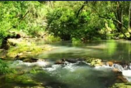 Viviana Rovira advirtió sobre los riesgos de derogar la Ley de Tierras: "Misiones guarda el 52% de la biodiversidad del país y no puede entregar su soberanía" imagen-11