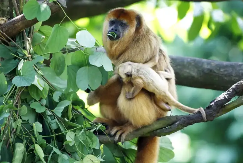 Tráfico de fauna en Misiones: especialistas advierten sobre los riesgos de la tenencia ilegal de animales silvestres y exóticos 3 Tráfico de fauna en Misiones: especialistas advierten sobre los riesgos de la tenencia ilegal de animales silvestres y exóticos imagen-2