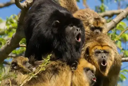 Tráfico de fauna en Misiones: especialistas advierten sobre los riesgos de la tenencia ilegal de animales silvestres y exóticos imagen-11